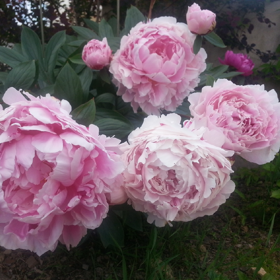 Пион молочноцветковый «Гермиона» (Paeonia lactiflora 'Hermione')