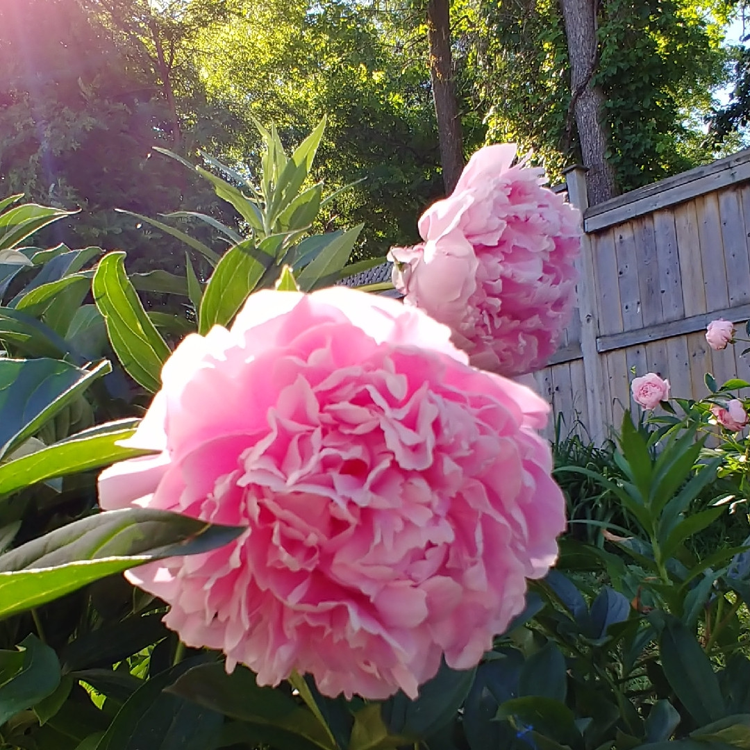 Пион молочноцветковый «Гермиона» (Paeonia lactiflora 'Hermione')