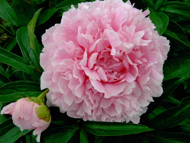 Пион молочноцветковый «Гермиона» (Paeonia lactiflora 'Hermione')