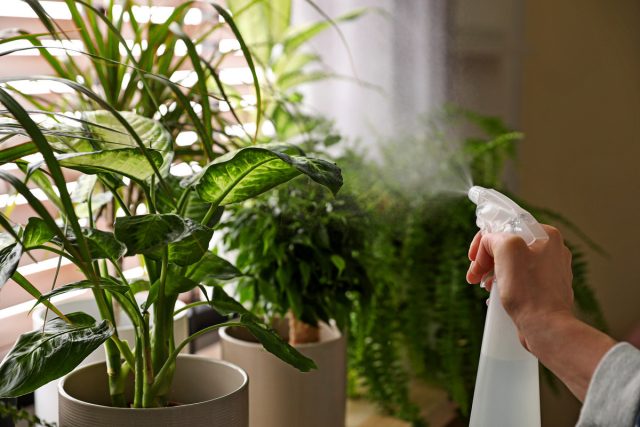 Повышение влажности для комнатных растений — что работает, а что нет?