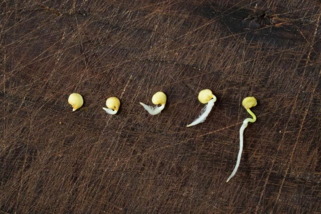 Для употребления в пищу можно прорастить семена многих съедобных растений