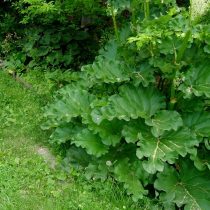 Ревень волнистый (Rheum rhabarbarum) Ревень волнистый (Rheum rhabarbarum)