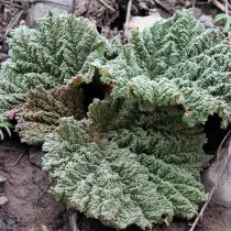 Ревень Максимовича (Rheum maximowiczii) Ревень Максимовича (Rheum maximowiczii)