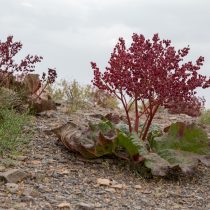 Ревень смородинный (Rheum ribes) Ревень смородинный (Rheum ribes)