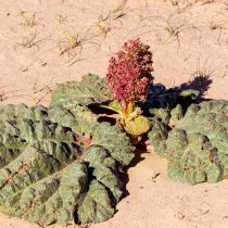 Ревень татарский (Rheum tataricum) Ревень татарский (Rheum tataricum)
