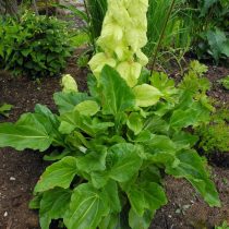 Ревень Александры (Rheum alexandrae) Ревень Александры (Rheum alexandrae)