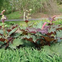 Ревень пальчатый (Rheum palmatum) Ревень пальчатый (Rheum palmatum)