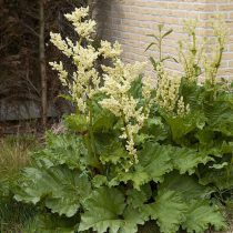 Ревень черноморский (Rheum rhaponticum) Ревень черноморский (Rheum rhaponticum)