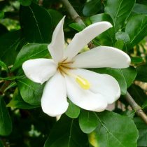 Гардения рогатая (Gardenia cornuta) Гардения рогатая (Gardenia cornuta)