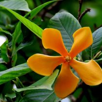 Гардения увенчанная (Gardenia coronaria) Гардения увенчанная (Gardenia coronaria)