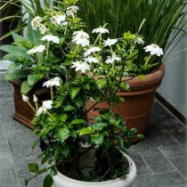Гардения Тунберга (Gardenia Thunbergia) Гардения Тунберга (Gardenia Thunbergia)