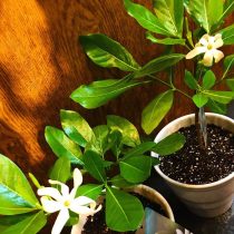 Гардения таитянская, или тиаре (Gardenia taitensis) Гардения таитянская, или тиаре (Gardenia taitensis)