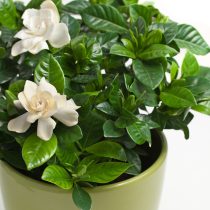 Гардения жасминовидная (Gardenia jasminoides) Гардения жасминовидная (Gardenia jasminoides)