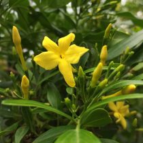 Жасмин ароматнейший (Jasminum odoratissimum) Жасмин ароматнейший (Jasminum odoratissimum)