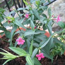 Жасмин Биса (Jasminum beesianum) Жасмин Биса (Jasminum beesianum)