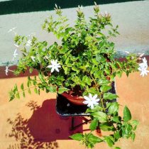 Жасмин крупноцветковый, или испанский жасмин (Jasminum grandiflorum) Жасмин крупноцветковый, или испанский жасмин (Jasminum grandiflorum)