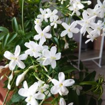 Жасмин белый, или лекарственный (Jasminum officinale) Жасмин белый, или лекарственный (Jasminum officinale)