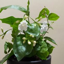 Самбак, или индийский (Jasminum sambac) Самбак, или индийский (Jasminum sambac)