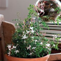 Жасмин многоцветковый (Jasminum polyanthum) Жасмин многоцветковый (Jasminum polyanthum)