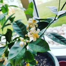 Лимон (Citrus limon) Лимон (Citrus limon)