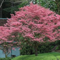 Дерен цветущий (Cornus florida) Дерен цветущий (Cornus florida)