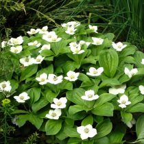 Дерен канадский (Cornus canadensis) Дерен канадский (Cornus canadensis)
