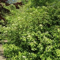 Дерен отпрысковый «Флавирамеа» (Cornus sericea 'Flaviramea') Дерен отпрысковый «Флавирамеа» (Cornus sericea 'Flaviramea')