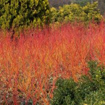 Дерен «Эннис Винтер Оранж» (Cornus sanguinea 'Anny's Winter Orange') Дерен «Эннис Винтер Оранж» (Cornus sanguinea 'Anny's Winter Orange')