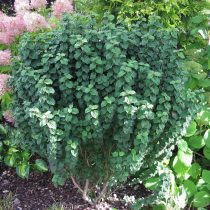 Дерен красный «Компресса» (Cornus sanguinea 'Compressa') Дерен красный «Компресса» (Cornus sanguinea 'Compressa')