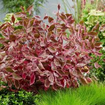 Дерен белый «Миракл» (Cornus alba 'Miracle') Дерен белый «Миракл» (Cornus alba 'Miracle')