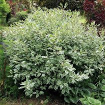 Дерен белый «Крим Крекер» (Cornus alba 'Cream Cracker') Дерен белый «Крим Крекер» (Cornus alba 'Cream Cracker')