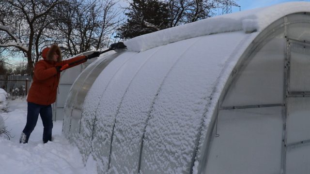 Снимаем снег с теплицы и накидываем его на грядки Снимаем снег с теплицы и накидываем его на грядки