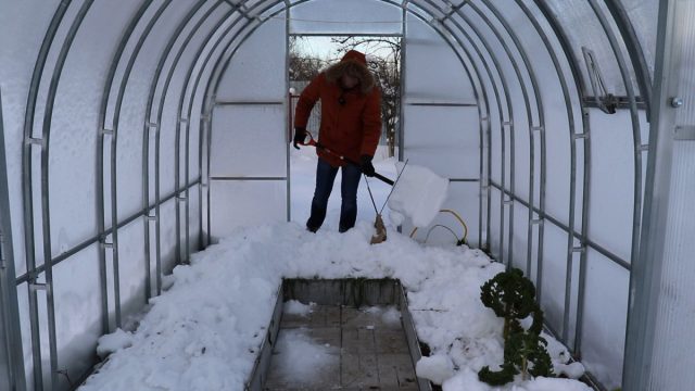 Зачем нужен снег на грядках в теплице? Зачем нужен снег на грядках в теплице?