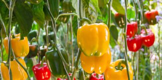 Как выбрать идеальный сорт перца?