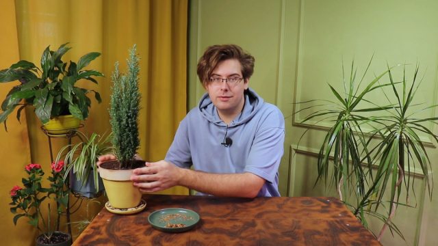 Как вырастить тую из семян?