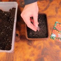 Рассыпьте семена по увлажненной почве