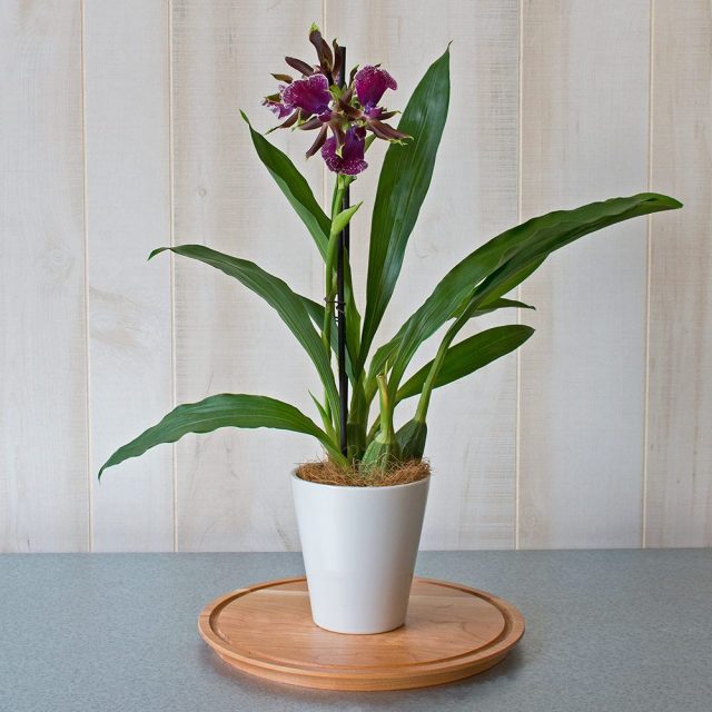 Зигопеталум, или Зигопеталюм (Zygopetalum) Зигопеталум, или Зигопеталюм (Zygopetalum)