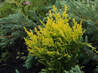 Туя восточная «Пирамидалис Ауреа» (Thuja orientalis 'Pyramidalis Aurea') летом Туя восточная «Пирамидалис Ауреа» (Thuja orientalis 'Pyramidalis Aurea') летом