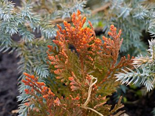 Туя восточная «Пирамидалис Ауреа» (Thuja orientalis 'Pyramidalis Aurea') зимой Туя восточная «Пирамидалис Ауреа» (Thuja orientalis 'Pyramidalis Aurea') зимой