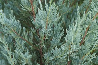 Можжевельник скальный «Мунглоу» (Juniperus scopulorum 'Moonglow') летом Можжевельник скальный «Мунглоу» (Juniperus scopulorum 'Moonglow') летом