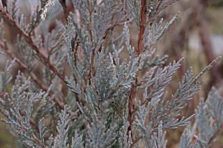 Можжевельник скальный «Мунглоу» (Juniperus scopulorum 'Moonglow') зимой