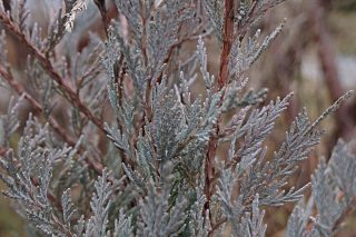 Можжевельник скальный «Мунглоу» (Juniperus scopulorum 'Moonglow') зимой Можжевельник скальный «Мунглоу» (Juniperus scopulorum 'Moonglow') зимой