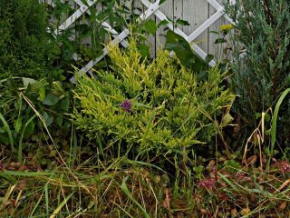 Можжевельник горизонтальный «Лайм Глоу» (Juniperus horizontalis 'Limeglow') летом Можжевельник горизонтальный «Лайм Глоу» (Juniperus horizontalis 'Limeglow') летом
