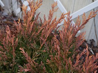Можжевельник горизонтальный «Лайм Глоу» (Juniperus horizontalis 'Limeglow') зимой Можжевельник горизонтальный «Лайм Глоу» (Juniperus horizontalis 'Limeglow') зимой