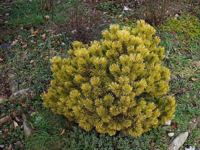 Сосна горная «Винтерголд Карстена» (Pinus Mugo 'Carsten's Wintergold') Сосна горная «Винтерголд Карстена» (Pinus Mugo 'Carsten's Wintergold')