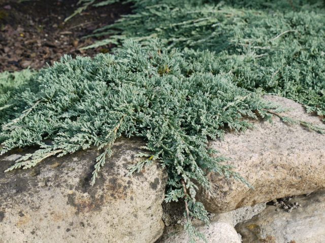 Можжевельник горизонтальный «Айс Блю» (Juniperus horizontalis 'Icee Blue') Можжевельник горизонтальный «Айс Блю» (Juniperus horizontalis 'Icee Blue')