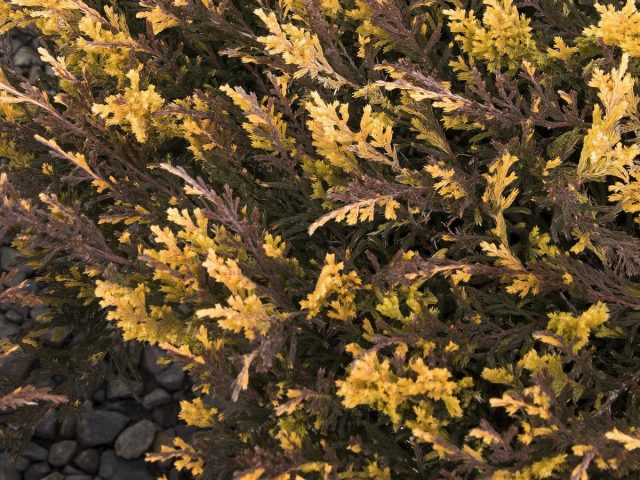 Можжевельник горизонтальный «Джеззи Джевел» (Juniperus horizontalis 'Jazzy Jewel') Можжевельник горизонтальный «Джеззи Джевел» (Juniperus horizontalis 'Jazzy Jewel')