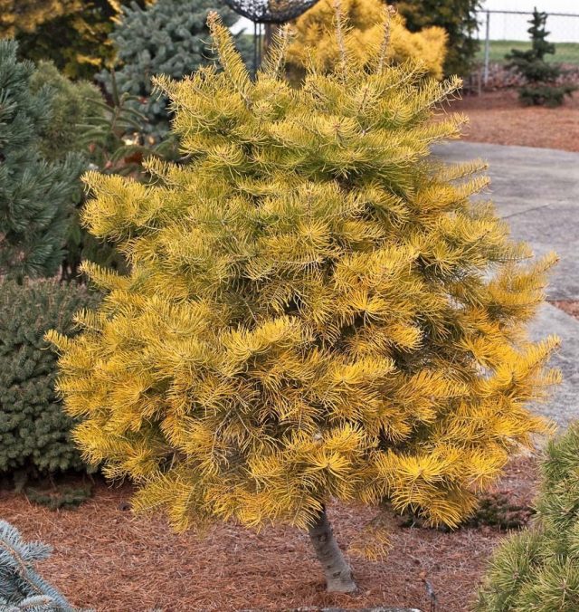 Пихта одноцветная «Винтергол» (Abies Concolor 'Wintergold') Пихта одноцветная «Винтергол» (Abies Concolor 'Wintergold')