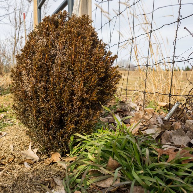 Туя западная «Тедди» (Thuja occidentalis 'Teddy') Туя западная «Тедди» (Thuja occidentalis 'Teddy')