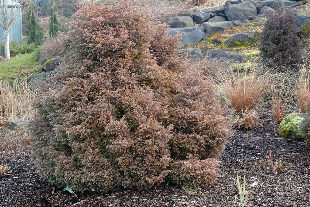 Туя западная вересковидная «Эрикойдес» (Thuja occidentalis 'Ericoides') Туя западная вересковидная «Эрикойдес» (Thuja occidentalis 'Ericoides')